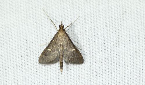 Réf. 263 241 : Dolicharthria punctalis